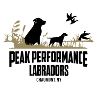 Peak Performance Labradors Logo