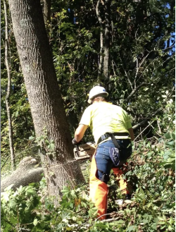 Tree Care Frederick MD