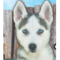 Nika's Pet Spaw & ReTreat Dog Grooming and Boarding Logo
