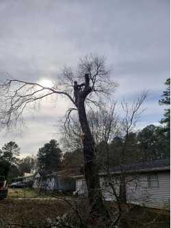 All For One Tree Service