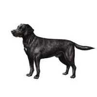 Black Dog Plumbing LLC Logo