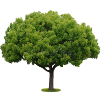 Dorian Tree Care Logo