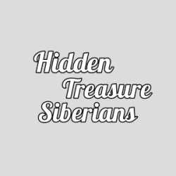 Hidden Treasure Siberians