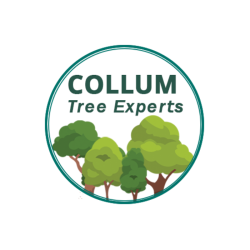 Collum Tree Experts