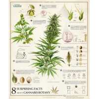 NM Brief Relief: Medical Marijuana Cards & CBD Products Logo