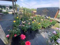 Whispering Pines Nursery and Landscaping