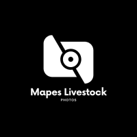 Mapes Livestock Photos Logo