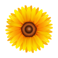 Sunflower Photography Logo