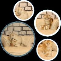 Scottish Fold Kitten Cattery Logo