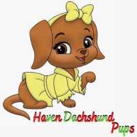 Haven Dachshund Pups Logo