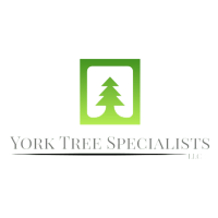 York Tree Specialists Logo