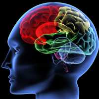 Florida Center for Brain and Mind - Neuropsychology Logo