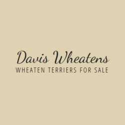 Davis Wheatens