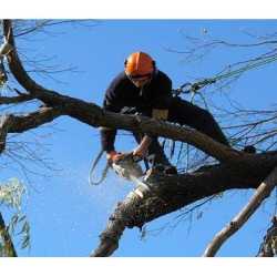 Zamora Tree Service