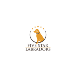 Five Star Labradors