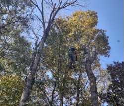 All About Tree Service