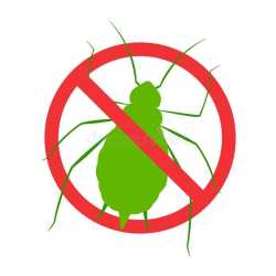 Local Pest Control in Moriarty, NM
