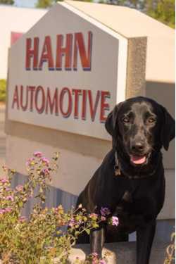 Hahn Automotive