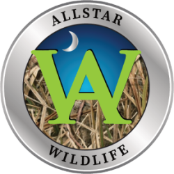 Allstar Wildlife