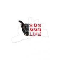 203DogLife LLC Logo