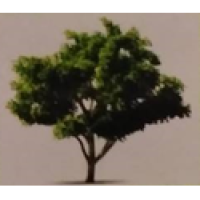TTS Landscape & Tree Management Services Logo