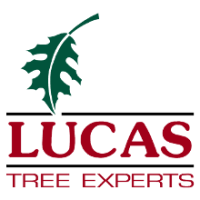 Lucas Tree Experts Logo