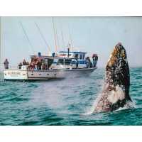 Tradewinds Charters - Whale Watching & Fishing â€“ Oregon Logo
