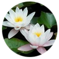 Thai Lotus Anderson Logo