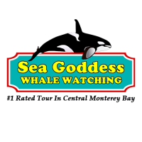 Sea Goddess Whale Watching Logo