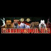 Delaware Red Pitbulls Logo