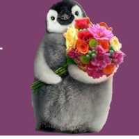 Penguin Florist & Flower Delivery Logo