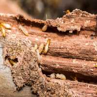 Forest Land Termite Removal Experts Logo