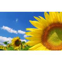Sunflower Seeding Mobile Notary Service Logo