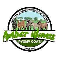 Amber Waves Pygmy Goats, Great Pyrenees and Bearded Bantam Silkies OPEN BY APPOINTMENT Logo