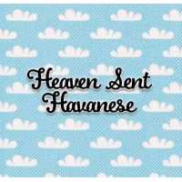 Heaven Sent Havanese Logo