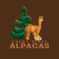 Shady Pines Alpaca F Logo