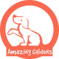 Amazing Goldens Logo