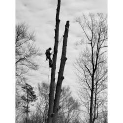 Timber Taskforce Tree Service