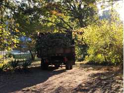 Timberline Tree Service & Stump Grinding