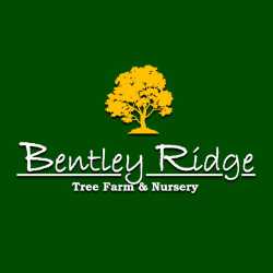 Bentley Ridge Tree Farm