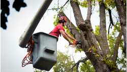 Old Town Tree Services