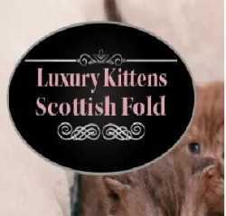Luxury Kittens Scottish Fold