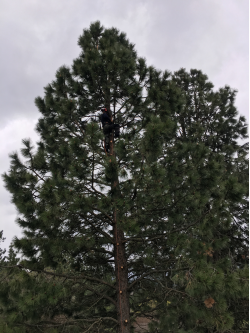 Spokane Tree Pro