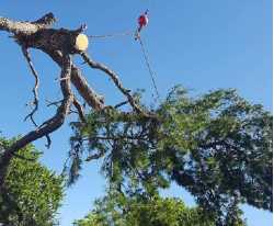 Above All Arborist Tree Service & Landscaping