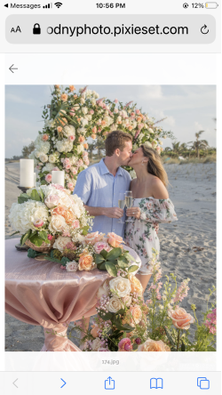 Hydrangea Flowers and Events